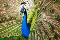 PLAKAT plakaty ze zwierzętami PAW ptaki TANIE!