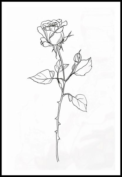 Plakat 61x91,5cm Kontur Róży zdjęcie 3