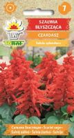 Szałwia błyszcząca Czardasz na balkon taras nasiona 0,3 g.