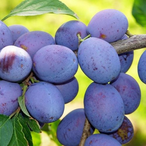 SADZONKI DRZEWKA OWOCOWE ŚLIWA WĘGIERKA DĄBROWICKA STARA POLSKA na Arena.pl