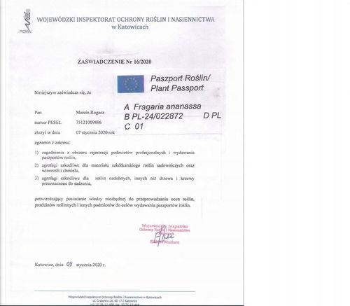 SADZONKI TRUSKAWEK TRUSKAWKA TRUSKAWKI DONICZKOWANA HONEOYE wczesna na Arena.pl