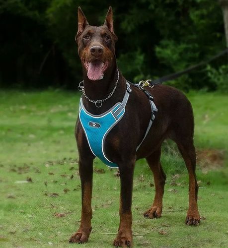 SZELKI DLA PSA MOCNE TYPU GUARD SPACEROWE BEZUCISKOWE REGULOWANE rozmiar M na Arena.pl