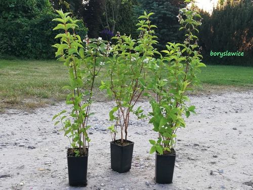 Żylistek szorstki BIAŁY PEŁNY (Deutzia) w P11, wysokość 80-100 cm na Arena.pl