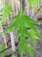 BRZOZA SZCZEPIONA NA PNIU PŁACZĄCA Gracilis Postrzępiona - 180 / 200 cm