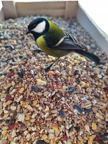 Pokarm dla ptaków dzikich orzechowy karmnik słonecznik 10kg GRATIS KULA na Arena.pl