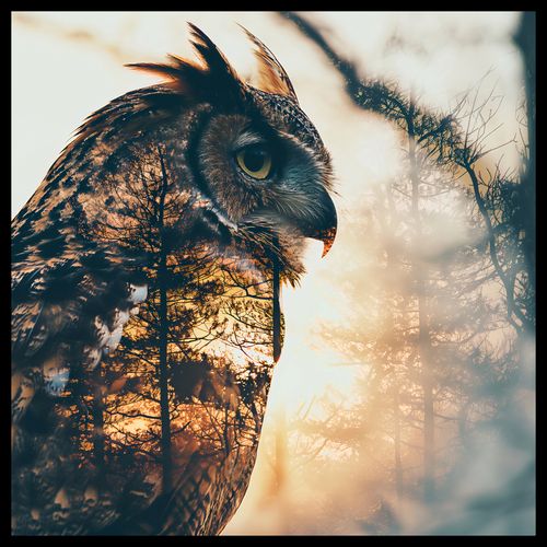 Plakat 70x70cm Sowi Duch na Arena.pl