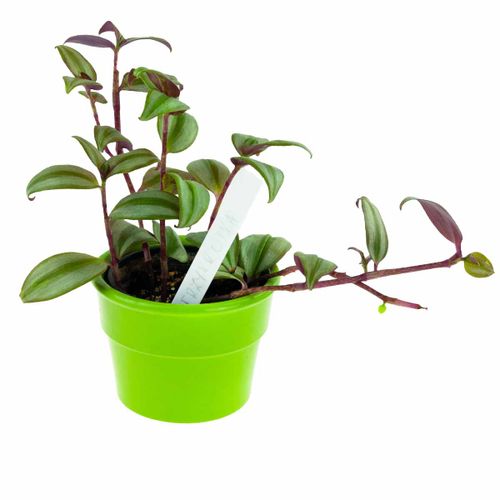 ETYKIETY TABLICZKI DO OPISYWANIA ROŚLIN NASION SADZONEK ZNACZNIKI 31SZ na Arena.pl