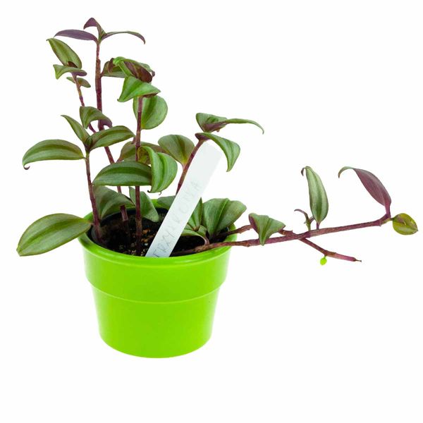 ETYKIETY TABLICZKI DO OPISYWANIA ROŚLIN NASION SADZONEK ZNACZNIKI 31SZ zdjęcie 11