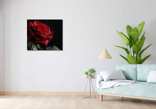 Obraz 70x60cm Róża w Półcieniu na Arena.pl