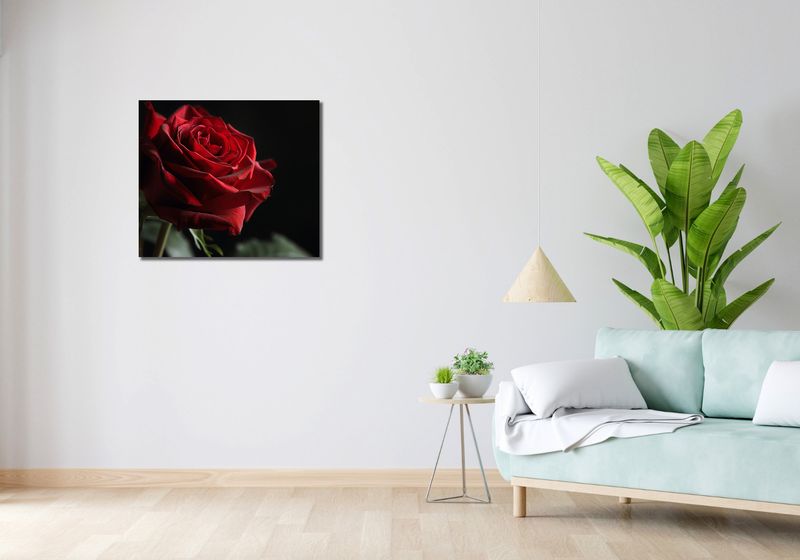Obraz 70x60cm Róża w Półcieniu zdjęcie 2