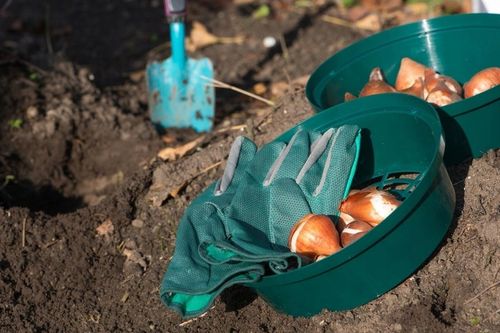 Koszyk 20x Osłonka do Sadzenia Cebulek Cebul Kwiatowych Bulw 22cm na Arena.pl