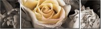 90CM 80 OBRAZ 3 ELEM DELIKATNA RÓŻA ŚCIENNY