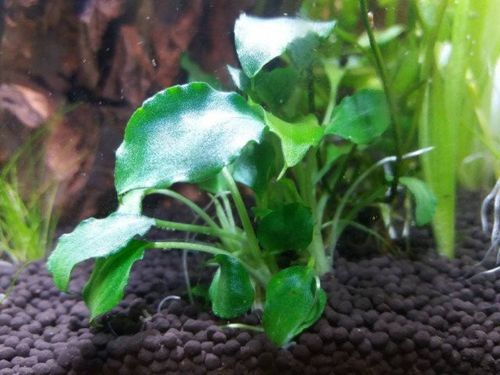 Schismatoglottis prietoi Koszyk Holandia Ø 5,5 cm na Arena.pl