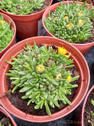 Delosperma congestum na skalniak i taras na Arena.pl