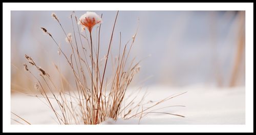Plakat 91,3x44,5cm Zima w Detalach na Arena.pl