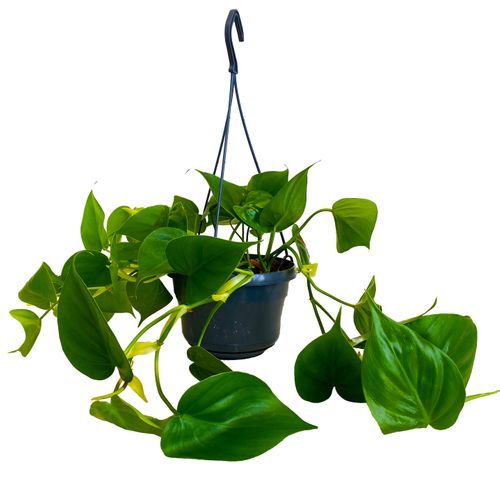 FILODENDRON SCANDENS  40 cm na Arena.pl