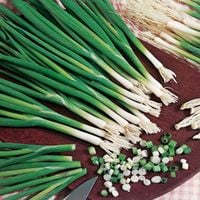 Cebula Siedmiolatka Bajkal Smaczny Aromatyczny Szczypior Allium Fistulosum