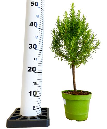 Rozmaryn Rosmarinus 45cm na Arena.pl