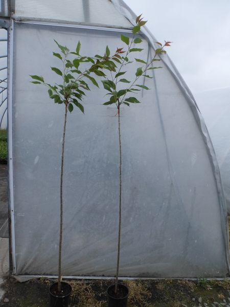 Wiśnia piłkowana KANZAN szczepiona PA 130-150cm C2 zdjęcie 7