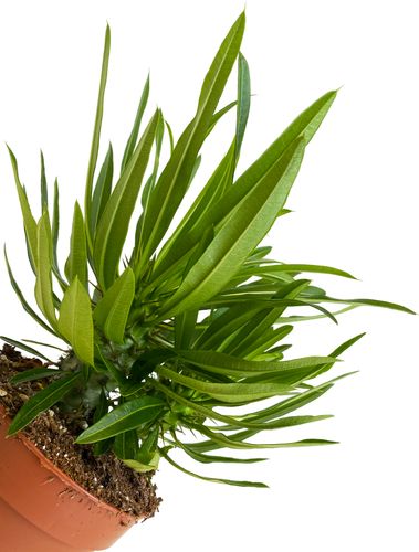 Pachypodium Lamerei 30 cm na Arena.pl