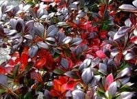 C2 ZIMOZIELONY BERBERYS RED JEWEL