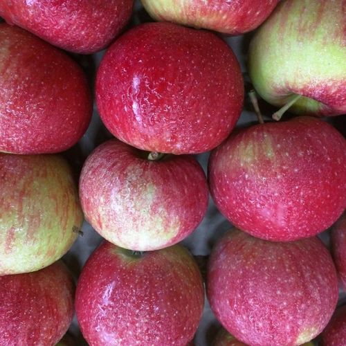 SADZONKI DRZEWKA OWOCOWE JABŁOŃ LOBO PYSZNA DESEROWA KRUCHE OWOCE na Arena.pl