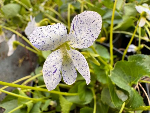Fiołek motylkowaty 'Freckles' (Viola sororia) Doniczka 1.0L na Arena.pl