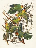 Plakat 75x100cm Papuga Karolińska, J.J. Audubon, Vintage do Salonu