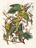 Plakat 75x100cm Papuga Karolińska, J.J. Audubon, Vintage do Salonu