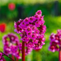 Bergenia sercolistna 'Shoeshine Rose' Zimozielona (Bergenia cordifolia) 2L