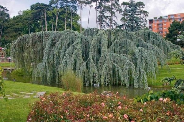 Cedr libański Glauca Pendula sadzonki P9 na Arena.pl