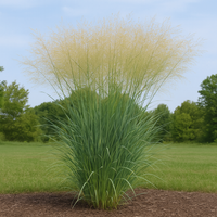 Proso rózgowate 'Cloud Nine' Wysoka Trawa 200cm (Panicum virgatum) 2.0L