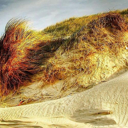 Deco Panel, Wydmy 60x40 na Arena.pl