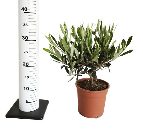 DRZEWKO OLIWNE (OLIWKA) 35 cm na Arena.pl