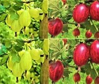 AGREST Pakiet 6 sztuki - sadzonki 30 / 50 cm