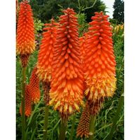 TRYTOMA PŁONĄCA POCHODNIA odporny na mróz