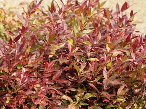 Kiścień SCARLETTA ZEBLID Do cienia Zimozielony Czerwony Duże sadzonki C3 na Arena.pl