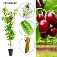 Czereśnia Ukraińska owoce deserowe odporna na mróz 180-220 cm