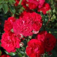 product-compare-60163470