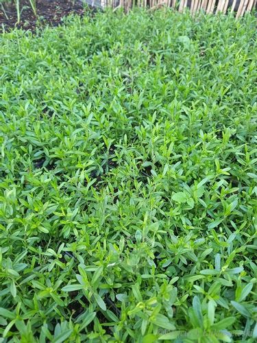 Goździk kropkowany sadzonka bylina skalniak murki na Arena.pl