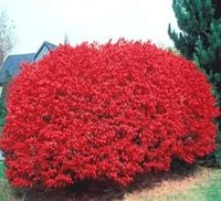 TRZMIELINA OSKRZYDLONA - sadzonki 50 / 80 cm