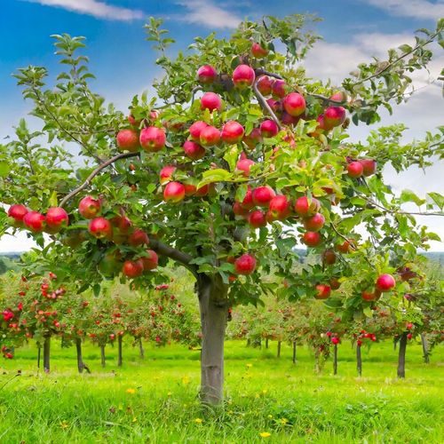 Jabłoń JONAGOLD odmiana ŁATWA W UPRAWIE o BARDZO DUŻYCH i smacznych na Arena.pl