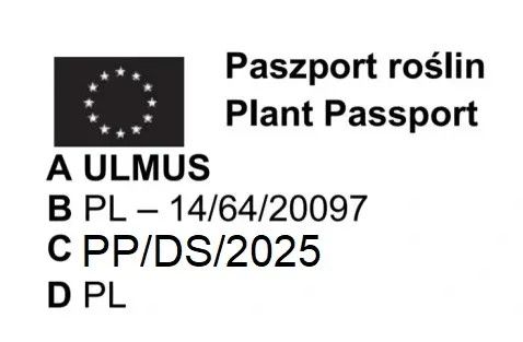 WIĄZ POLNY - sadzonki 50 / 80 cm na Arena.pl