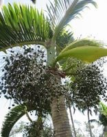 HIOFORBA BUTELKOWA Hyophorbe lagenicaulis - NASIONA 60 sztuk - 10g