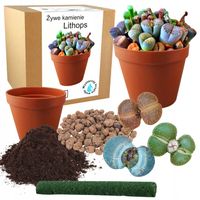 ZESTAW DO UPRAWY KAKTUSY ŻYWE KAMIENIE LITHOPS SUKULENTY NASIONA 10 SZT
