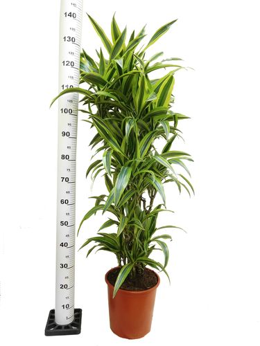 DRACENA LEMON LIME 140cm na Arena.pl
