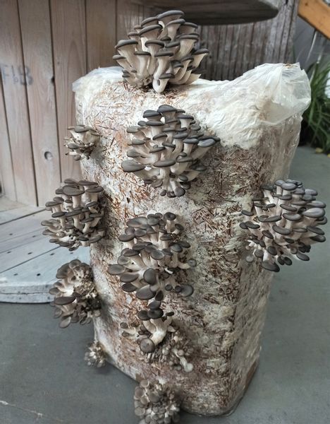 GRZYBNIA BOCZNIAKA DUŻY BALOT kostka około 15kg zdjęcie 11