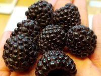 Malina purpurowa HEBAN Czarna Powtarzająca Polska odmiana Sadzonki P11