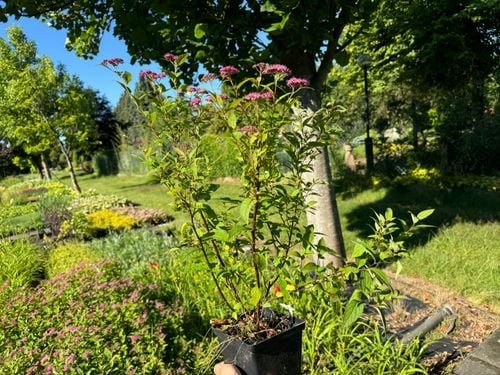 Tawuła japońska ‘Country Red’  Ciemnoróżowa (Spiraea japonica)  Poj. 2.0L na Arena.pl