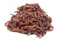 Dżdżownice kalifornijskie, dendrobena veneta 2kg